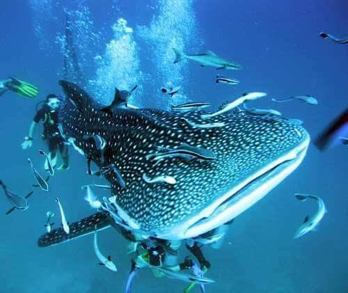Chumphon Pinnacle dive site — Big-fish country